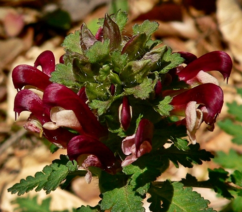 {Pedicularis canadensis}